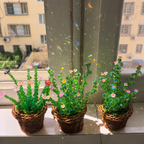 Plant light-harvesting apparatus